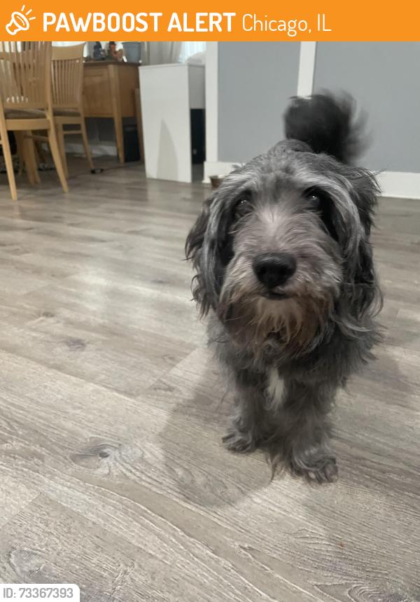 Found/Stray Male Dog last seen Laramie and Lake, Chicago, IL 60644