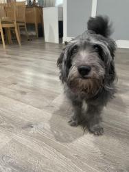 Found/Stray Male Dog last seen Laramie and Lake, Chicago, IL 60644