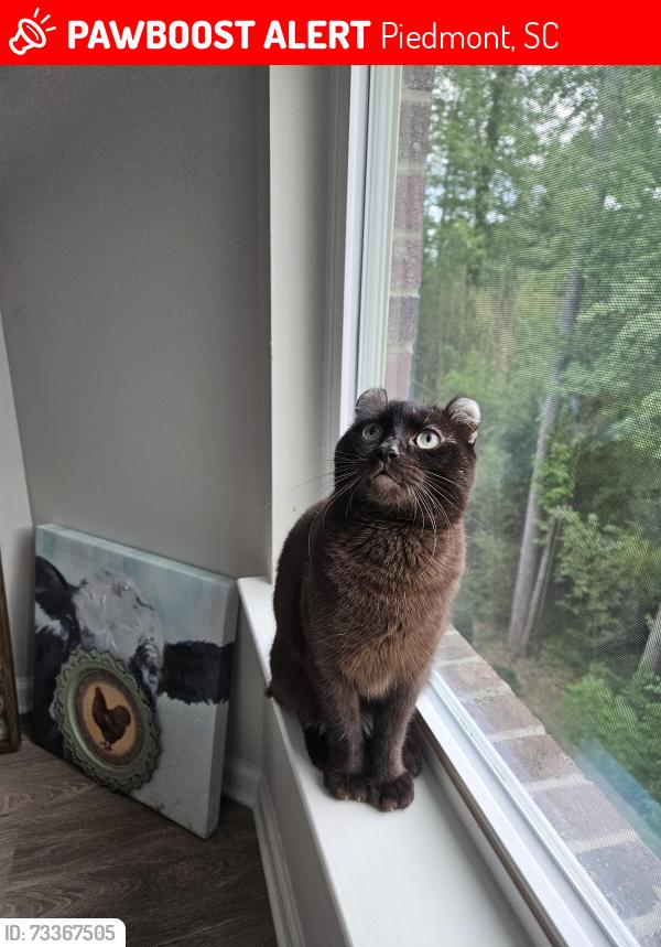 Lost Male Cat last seen Bessie road behind food lion, Piedmont, SC 29673