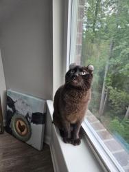 Lost Male Cat last seen Bessie road behind food lion, Piedmont, SC 29673
