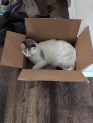 Lost Male Cat last seen Yukon & prospect farm, Jonesboro, AR 72405