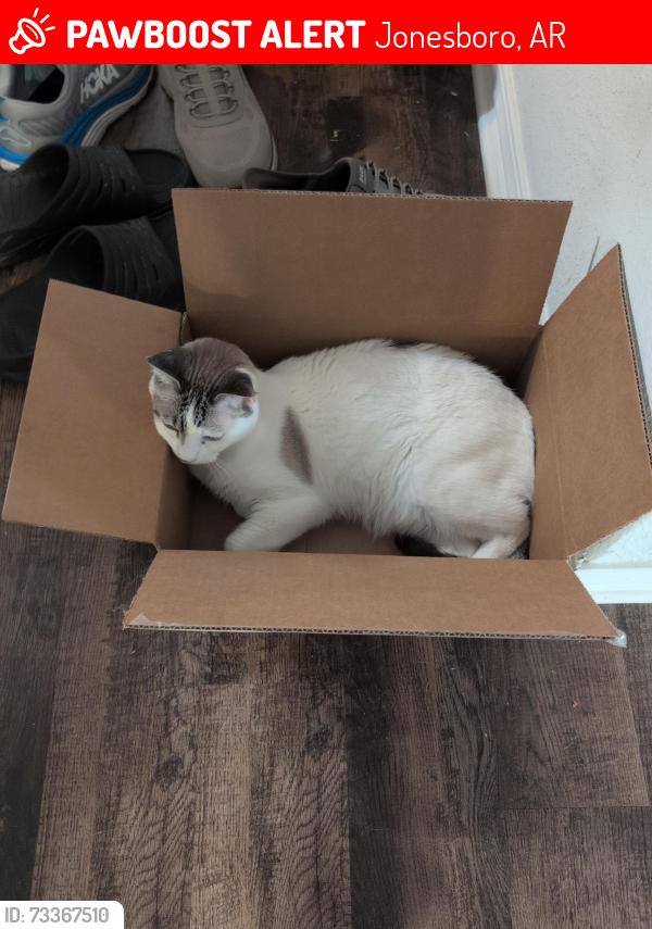 Lost Male Cat last seen Yukon & prospect farm, Jonesboro, AR 72405