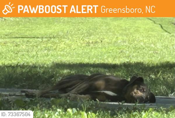 Found/Stray Unknown Dog last seen Penn-Wright Bronco Stadium (baseball field) @ Barber Park, Greensboro, NC 27401