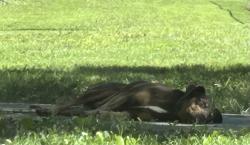 Found/Stray Unknown Dog last seen Penn-Wright Bronco Stadium (baseball field) @ Barber Park, Greensboro, NC 27401