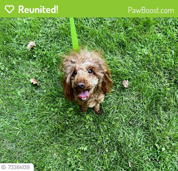 Reunited Female Dog last seen QuickTrip, Sandy Springs, GA 30328