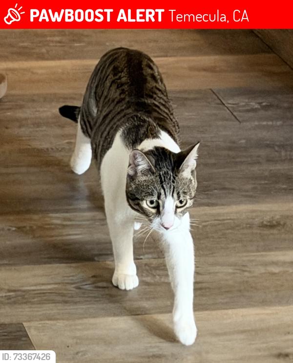 Lost Male Cat last seen Anza & Corte Mislanca, Temecula, CA 92592