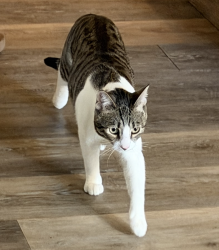 Lost Male Cat last seen Anza & Corte Mislanca, Temecula, CA 92592