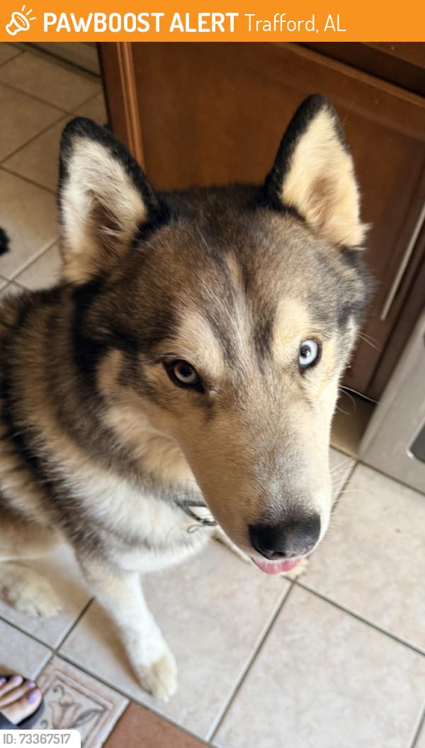 Found/Stray Male Dog last seen Trafford county Line Rd & Skyland Dr, Trafford, AL 35172