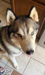 Found/Stray Male Dog last seen Trafford county Line Rd & Skyland Dr, Trafford, AL 35172