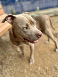 Shelter Stray Female Dog last seen , South District, TX, 355 Hillshire Dr, Haslet, TX 76052, USA