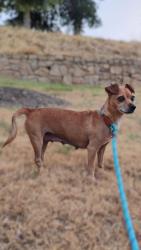 Shelter Stray Female Dog last seen , , TX, 355 Hillshire Dr, Haslet, TX 76052, USA