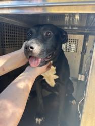 Shelter Stray Female Dog last seen Near ASH CRESENT ST, Central District, TX, 355 Hillshire Dr, Haslet, TX 76052, USA
