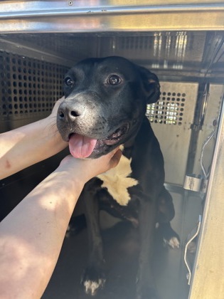 Shelter Stray Female Dog last seen Near ASH CRESENT ST, Central District, TX, 355 Hillshire Dr, Haslet, TX 76052, USA