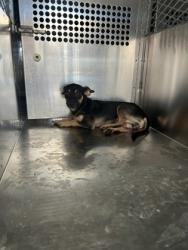 Shelter Stray Male Dog last seen Near Key West Ct, South District, TX, 355 Hillshire Dr, Haslet, TX 76052, USA