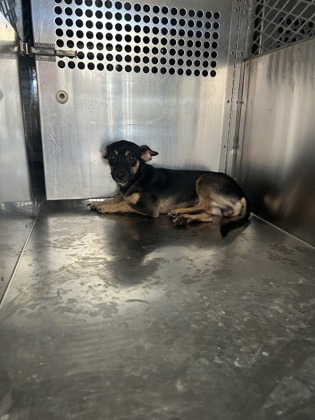 Shelter Stray Male Dog last seen Near Key West Ct, South District, TX, 355 Hillshire Dr, Haslet, TX 76052, USA