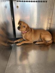 Shelter Stray Male Dog last seen Near Key West Ct, South District, TX, 355 Hillshire Dr, Haslet, TX 76052, USA