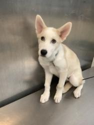 Shelter Stray Female Dog last seen Near Sharpview Ct, West District, TX, 355 Hillshire Dr, Haslet, TX 76052, USA
