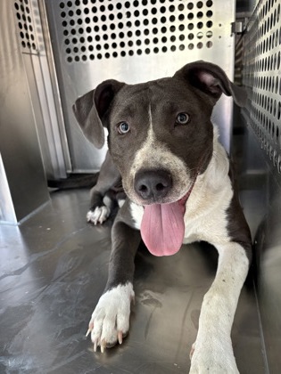 Shelter Stray Female Dog last seen Near View St, East District, TX, 355 Hillshire Dr, Haslet, TX 76052, USA