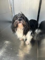 Shelter Stray Male Dog last seen Near PARK WEST CIR 106, South District, TX, 355 Hillshire Dr, Haslet, TX 76052, USA