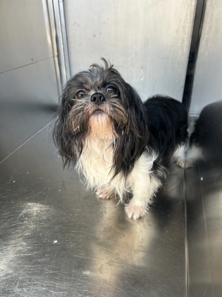 Shelter Stray Male Dog last seen Near PARK WEST CIR 106, South District, TX, 355 Hillshire Dr, Haslet, TX 76052, USA