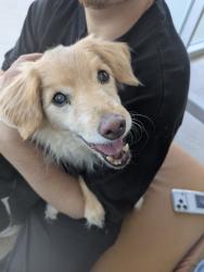 Shelter Stray Female Dog last seen Near Pratum Way, North District, TX, 355 Hillshire Dr, Haslet, TX 76052, USA