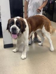 Shelter Stray Male Dog last seen , South District, TX, 355 Hillshire Dr, Haslet, TX 76052, USA