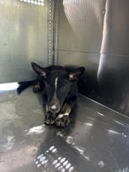 Shelter Stray Male Dog last seen E Ripy St, South District,, 355 Hillshire Dr, Haslet, TX 76052, USA