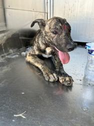Shelter Stray Male Dog last seen E Ripy St, South District,, 355 Hillshire Dr, Haslet, TX 76052, USA