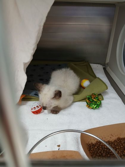 Shelter Stray Female Cat last seen Near McHenry St, Baltimore, Maryland, United Stat, 21223, MD, 2490 Giles Rd, Baltimore, MD 21225, USA