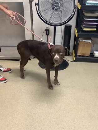 Shelter Stray Female Dog last seen , South District, TX, 355 Hillshire Dr, Haslet, TX 76052, USA