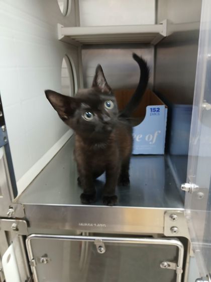 Shelter Stray Male Cat last seen Near McHenry St, Baltimore, Maryland, United Stat, 21223, MD, 2490 Giles Rd, Baltimore, MD 21225, USA