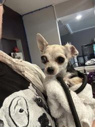 Shelter Stray Female Dog last seen Near 45th ave, Oakland, CA, 1101 29th Ave, Oakland, CA 94601, USA