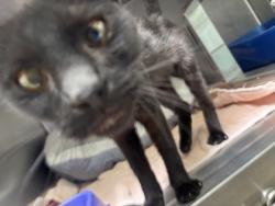 Shelter Stray Female Cat last seen , , CA, 1101 29th Ave, Oakland, CA 94601, USA