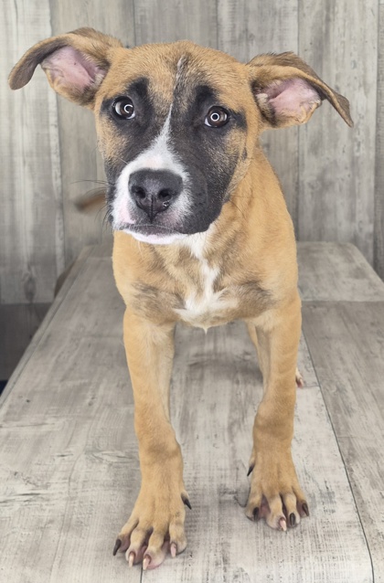 Shelter Stray Male Dog last seen , Caddo Parish, LA, 1500 Monty St, Shreveport, LA 71107, USA