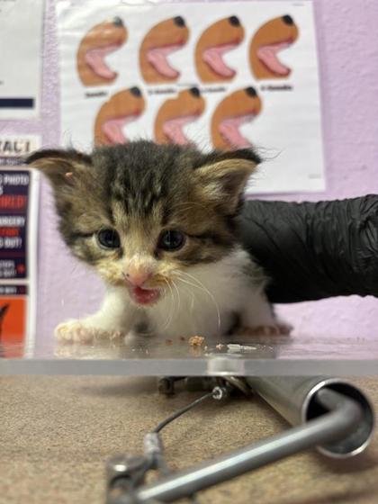 Shelter Stray Male Cat last seen Near GEORGE DIETER DR, EL PASO, TX, 79936, CITY of El Paso, TX, 5001 Fred Wilson Ave, El Paso, TX 79906, USA