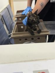 Shelter Stray Female Cat last seen , Caddo Parish, LA, 1500 Monty St, Shreveport, LA 71107, USA