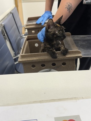 Shelter Stray Female Cat last seen , Caddo Parish, LA, 1500 Monty St, Shreveport, LA 71107, USA