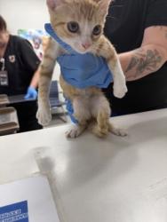 Shelter Stray Male Cat last seen , Caddo Parish, LA, 1500 Monty St, Shreveport, LA 71107, USA