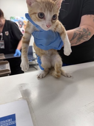 Shelter Stray Male Cat last seen , Caddo Parish, LA, 1500 Monty St, Shreveport, LA 71107, USA
