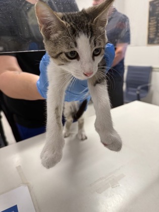 Shelter Stray Male Cat last seen , Caddo Parish, LA, 1500 Monty St, Shreveport, LA 71107, USA
