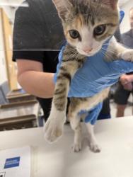 Shelter Stray Male Cat last seen , Caddo Parish, LA, 1500 Monty St, Shreveport, LA 71107, USA