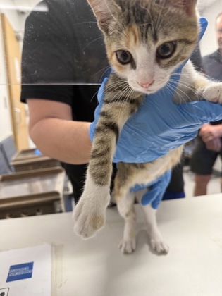 Shelter Stray Male Cat last seen , Caddo Parish, LA, 1500 Monty St, Shreveport, LA 71107, USA