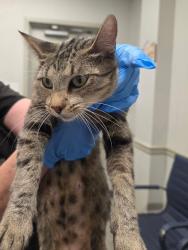 Shelter Stray Female Cat last seen Dalzell St, Caddo Parish, LA, 1500 Monty St, Shreveport, LA 71107, USA