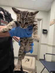 Shelter Stray Unknown Cat last seen Dalzell St, Caddo Parish, LA, 1500 Monty St, Shreveport, LA 71107, USA