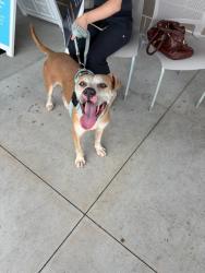 Shelter Stray Male Dog last seen Near Glenwood Ave Se, Other, GA, 1251 Fulton Industrial Blvd NW, Atlanta, GA 30336, USA