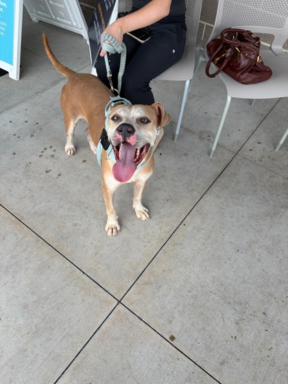 Shelter Stray Male Dog last seen Near Glenwood Ave Se, Other, GA, 1251 Fulton Industrial Blvd NW, Atlanta, GA 30336, USA