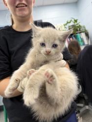 Shelter Stray Male Cat last seen Near North Craven St. Stray, New Bern, NC, 1639 Old Airport Rd, New Bern, NC 28562, USA