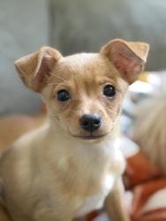 Shelter Stray Male Dog last seen Near Folsom Blvd, Rancho Cordova, CA, 6201 Florin Perkins Rd, Sacramento, CA 95828, USA