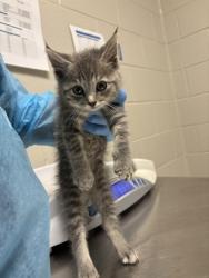 Shelter Stray Female Cat last seen Vienna, VA, 22180, Ross Dr., Fairfax County, VA, 4500 West Ox Rd, Fairfax, VA 22030, USA