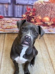 Shelter Stray Male Dog last seen Near Balfour, Cedar Hill, TX, 1150 E Pleasant Run Rd, Cedar Hill, TX 75104, USA